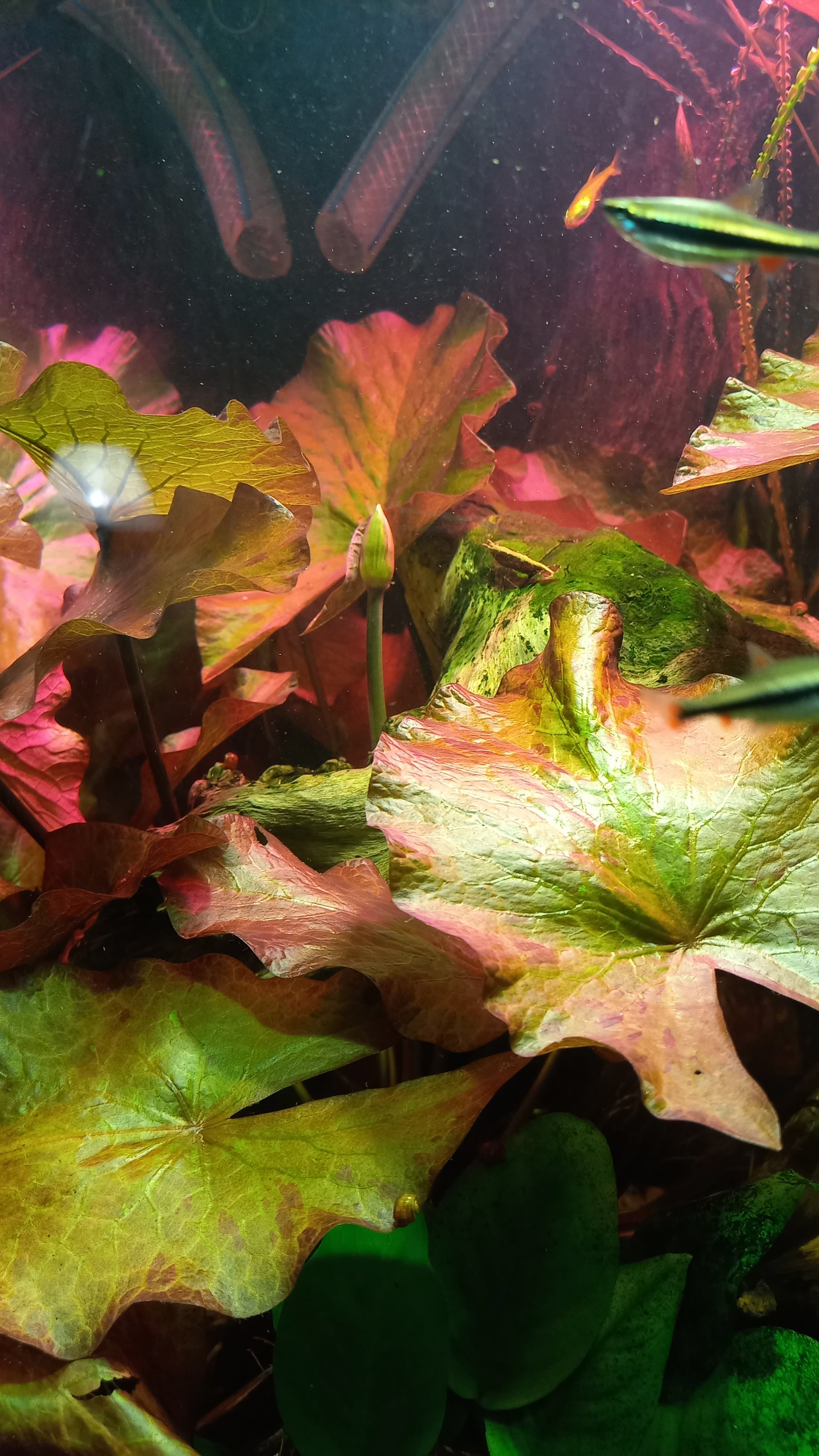 Color - My, Aquarium, Aquarium plants, Aquarium, Flowers, The photo, Longpost