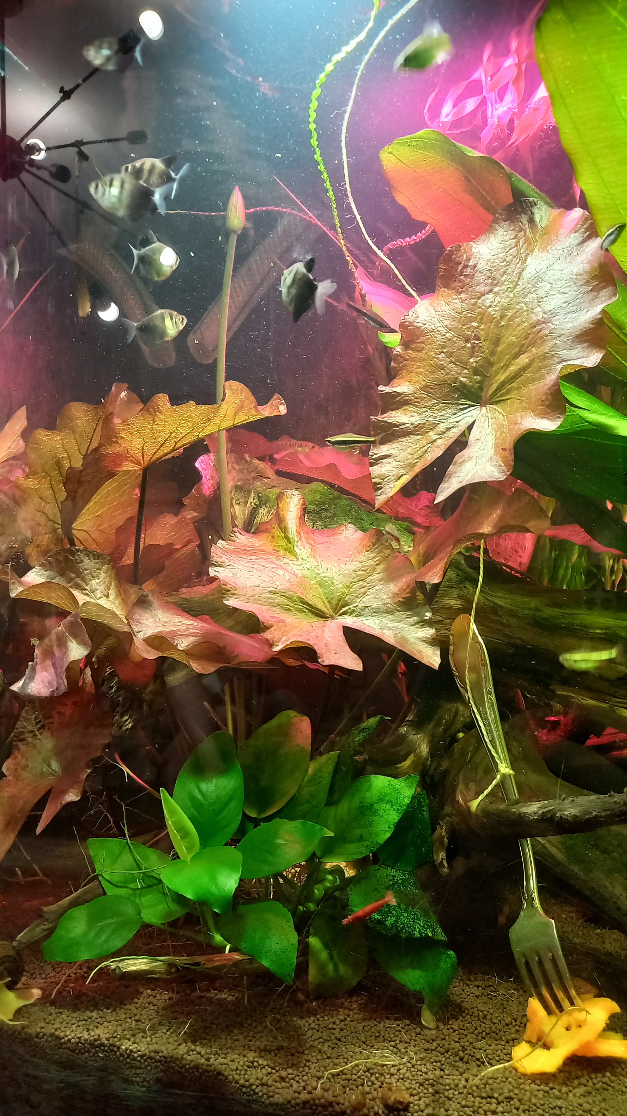 Color - My, Aquarium, Aquarium plants, Aquarium, Flowers, The photo, Longpost