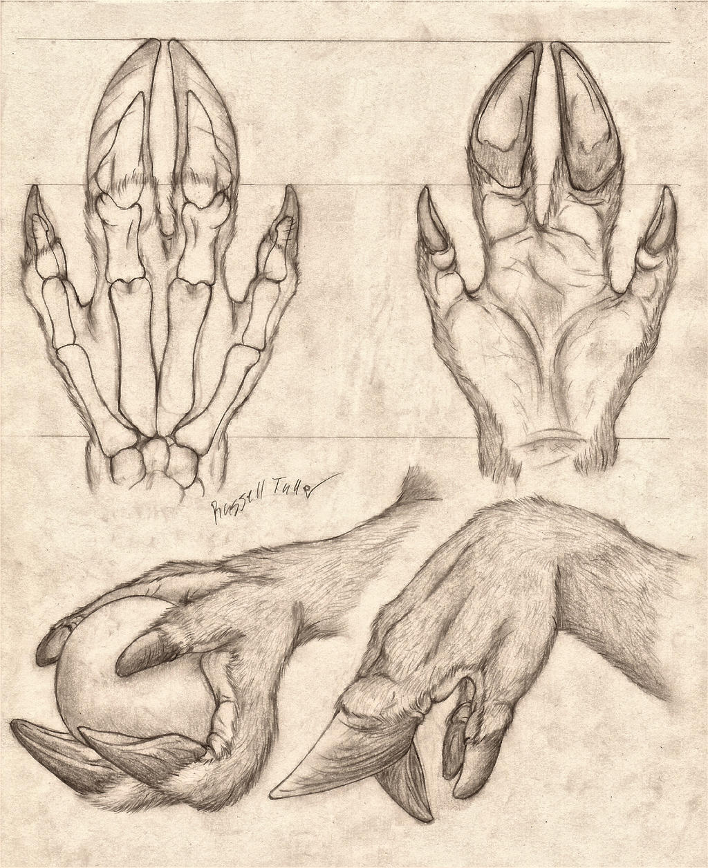 Paws and paws - Furry, Furry fox, Furry dragon, Furry equidae, Furry deer, Furry canine, Legs, Arms, Anatomy, Anthro, Longpost, Furry avian