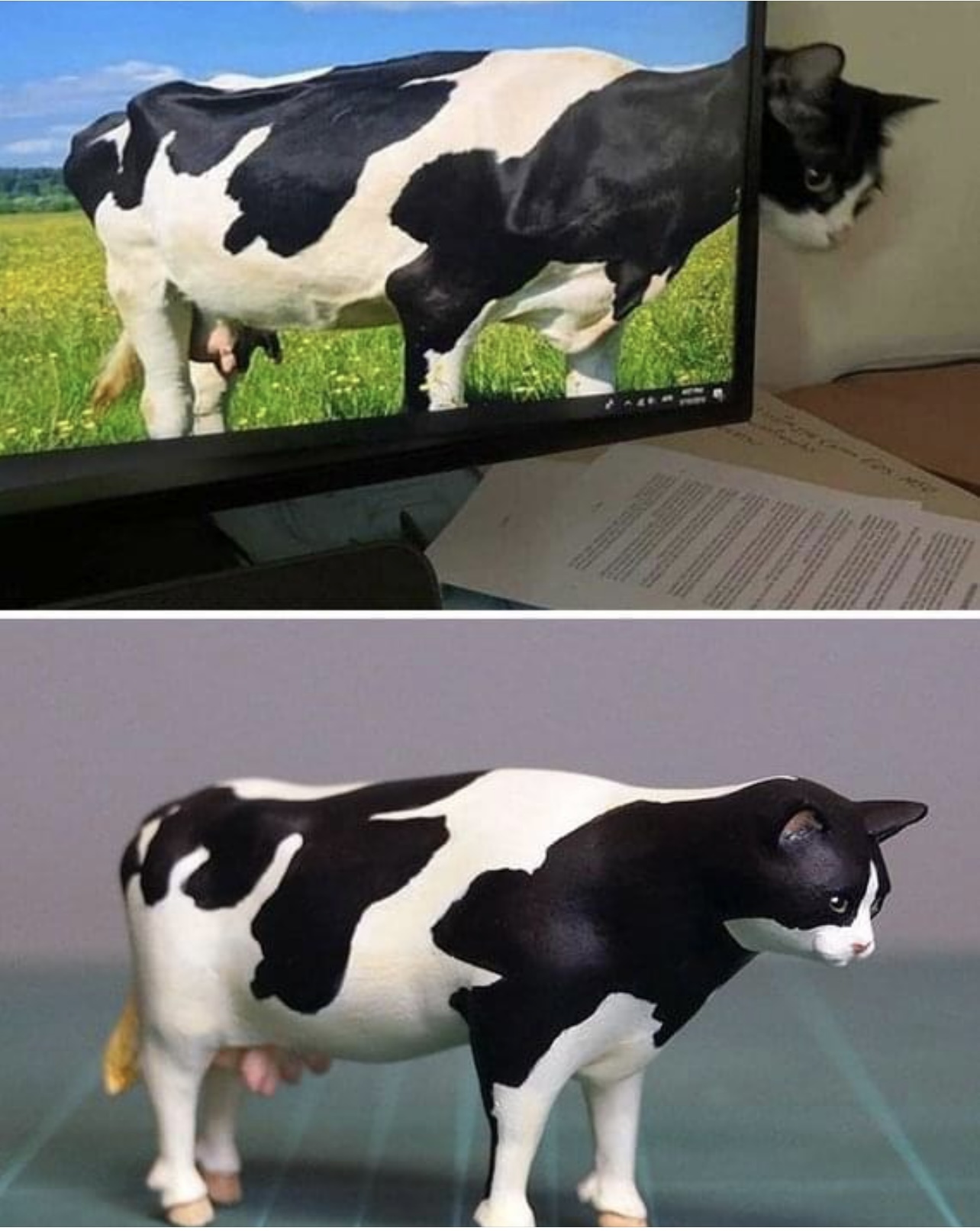 Inspiration and implementation - cat, Cow, Humor