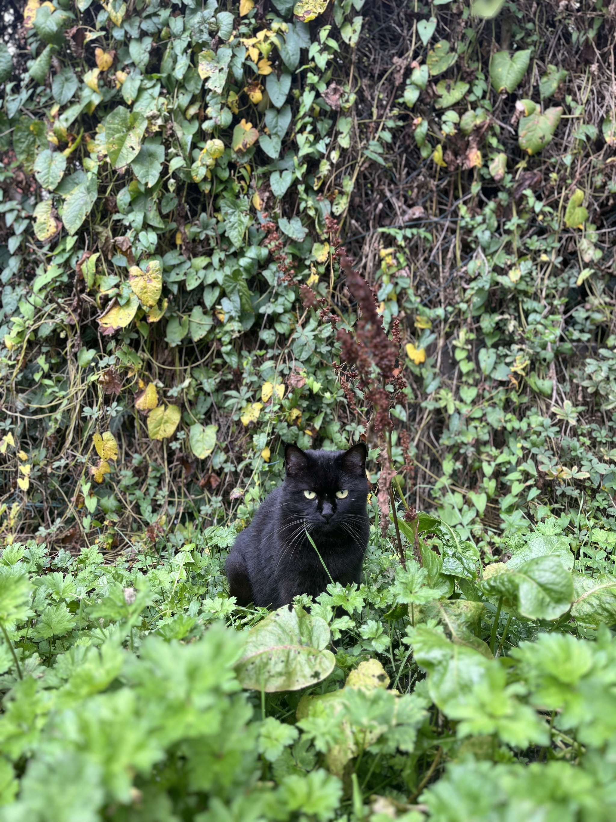 Panther in its wild habitat - cat, Garden, Grass, Black cat, The photo