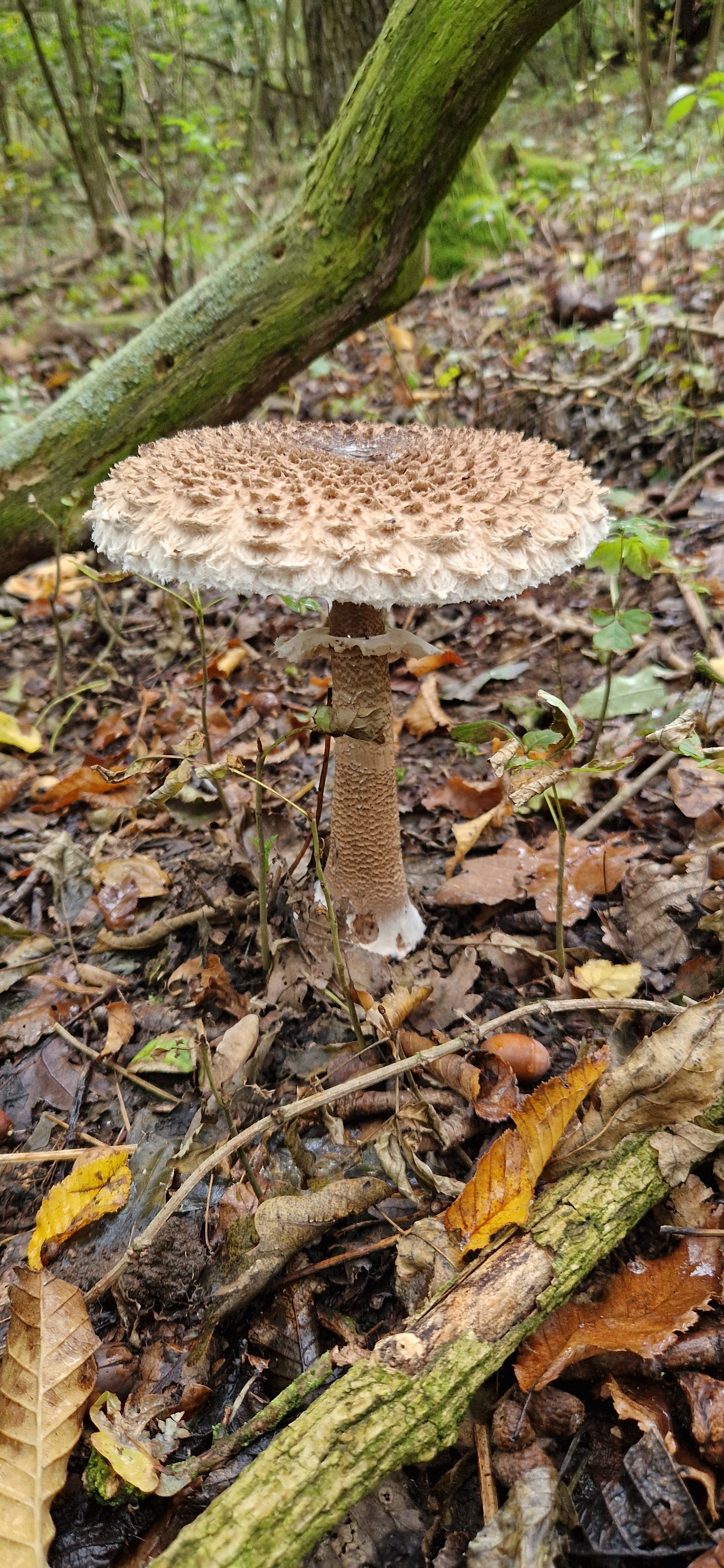 I waited - My, Mushrooms, Umbrella Mushroom, Silent hunt, Mushroom pickers, Cooking for the lazy, Camping, October, Longpost