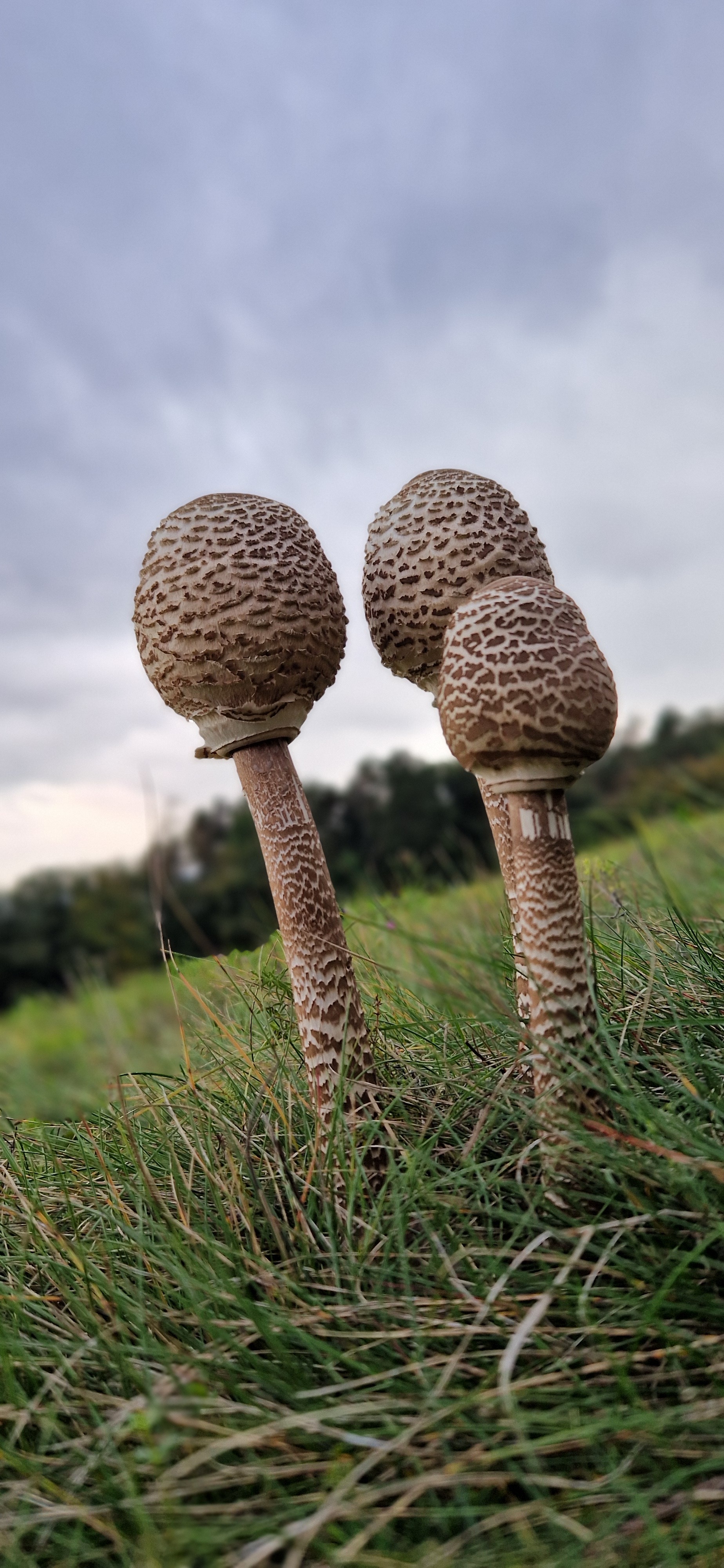 I waited - My, Mushrooms, Umbrella Mushroom, Silent hunt, Mushroom pickers, Cooking for the lazy, Camping, October, Longpost