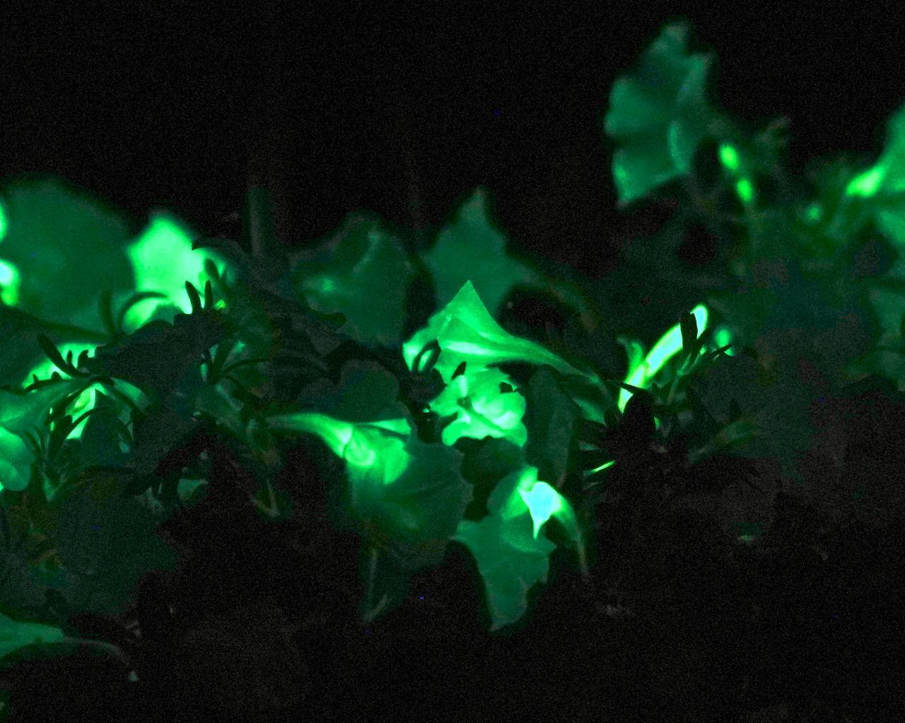 Glowing in the Dark Flowers at VDNKh - My, Plants, GMO, The science, VDNKh, Biology, Molecular biology, Genes, Longpost