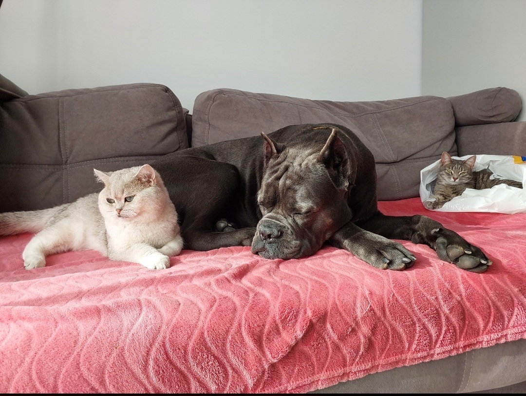 Cane Corso, live with a cat, purr like a cat - My, Cane Corso, Krasnodar, Dog, Cats and dogs together, Longpost