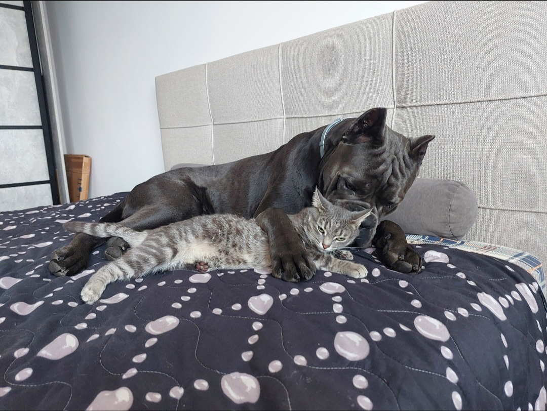 Cane Corso, live with a cat, purr like a cat - My, Cane Corso, Krasnodar, Dog, Cats and dogs together, Longpost