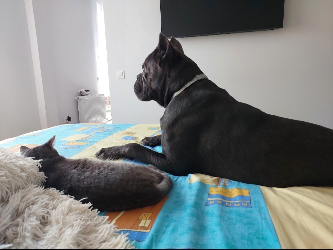 Cane Corso, live with a cat, purr like a cat - My, Cane Corso, Krasnodar, Dog, Cats and dogs together, Longpost