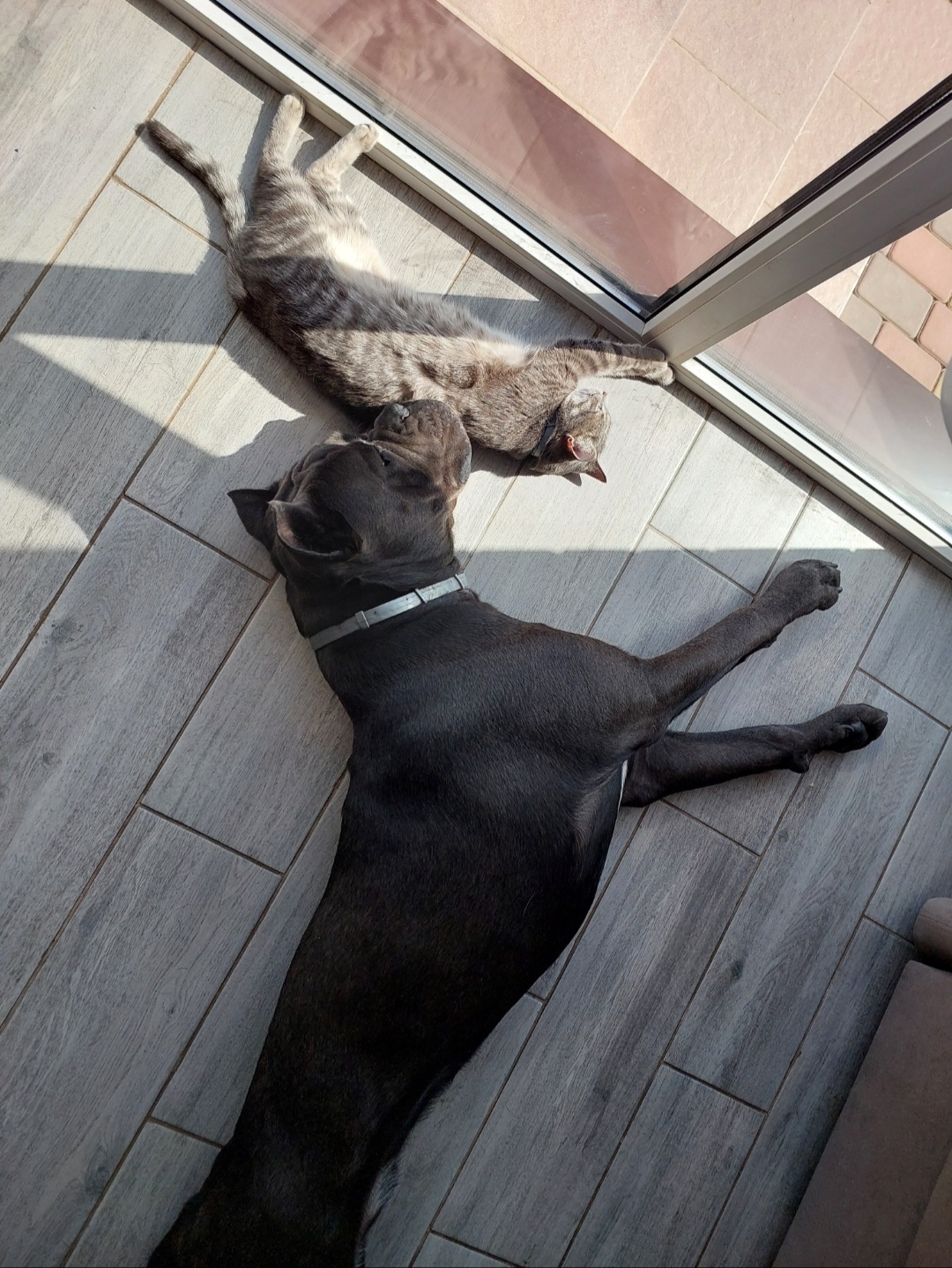 Cane Corso, live with a cat, purr like a cat - My, Cane Corso, Krasnodar, Dog, Cats and dogs together, Longpost