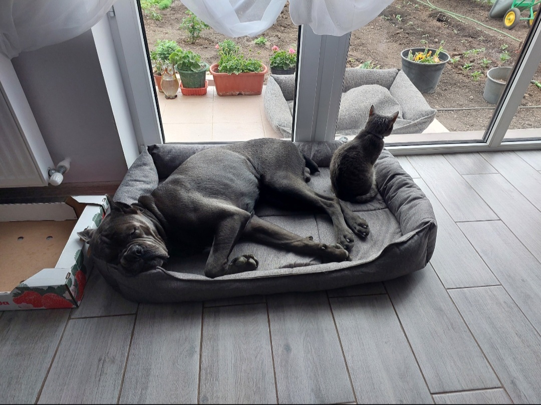 Cane Corso, live with a cat, purr like a cat - My, Cane Corso, Krasnodar, Dog, Cats and dogs together, Longpost