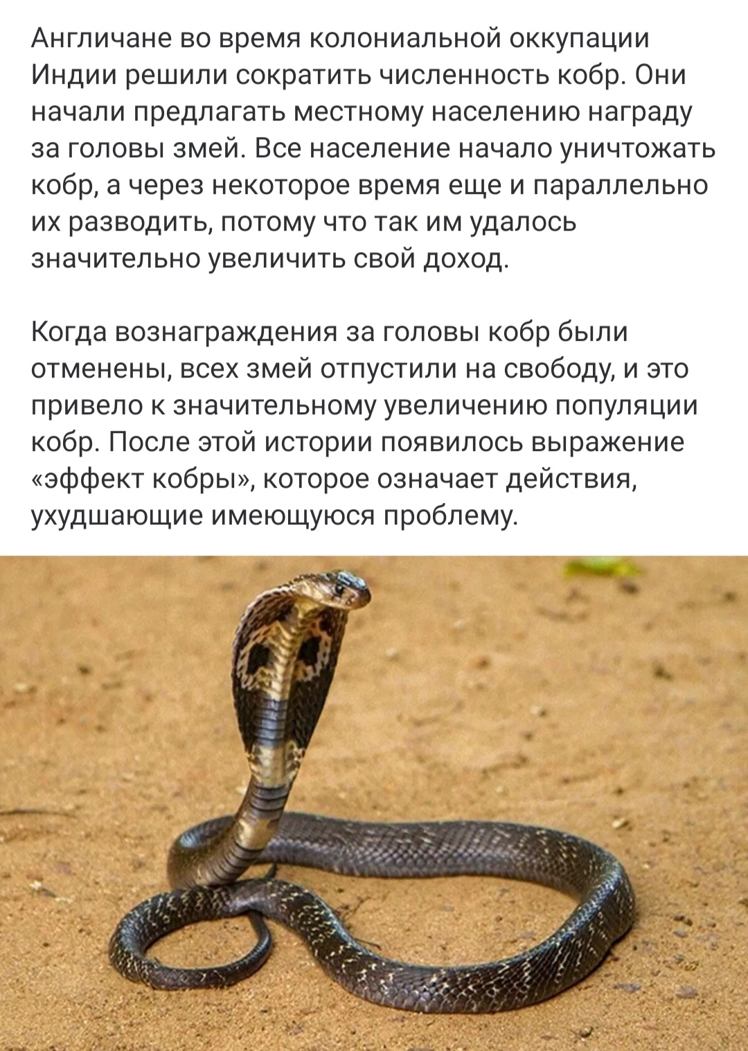 The Cobra Effect - Picture with text, India, Cobras, Cobra effect, Repeat