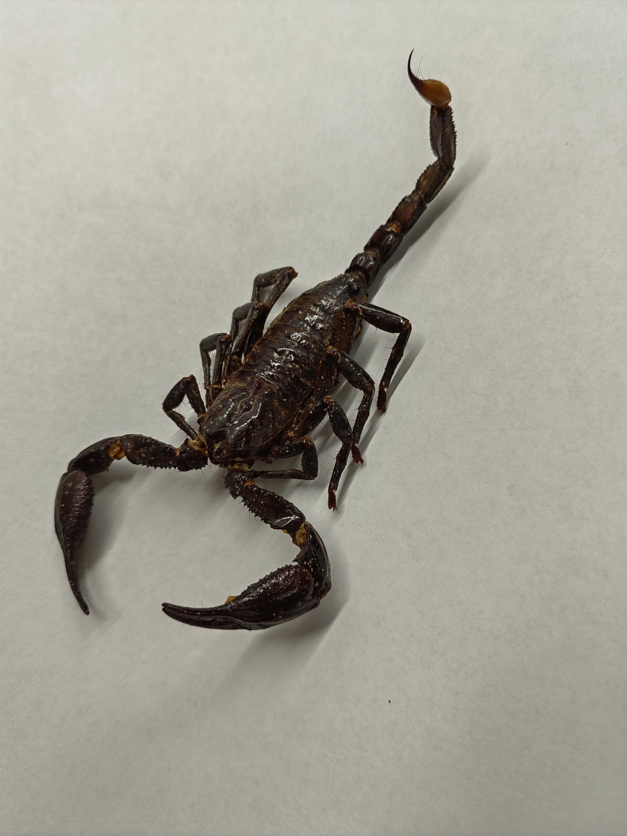 I didn't succeed! Working with a scorpion - My, Chemistry, Experiment, Electroplating, Galvanoplastics, Scorpions, Longpost