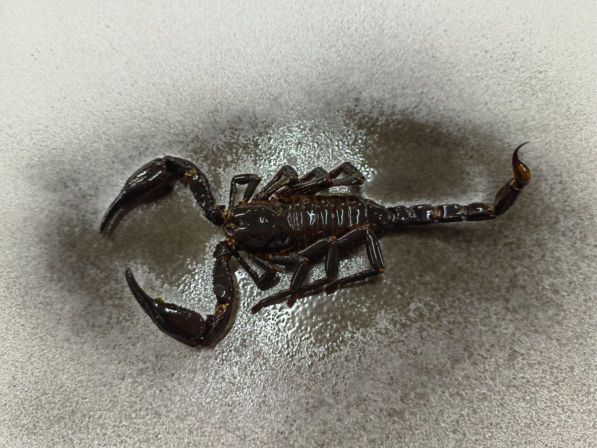 I didn't succeed! Working with a scorpion - My, Chemistry, Experiment, Electroplating, Galvanoplastics, Scorpions, Longpost