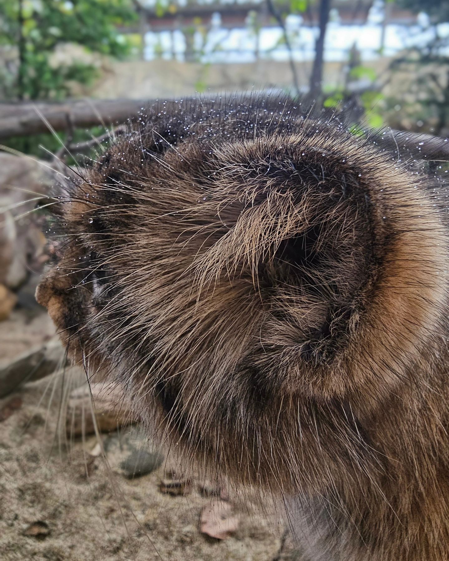 Charming ear - Wild animals, Predatory animals, Pallas' cat, Cat family, Small cats, The photo, Zoo, Instagram (link)