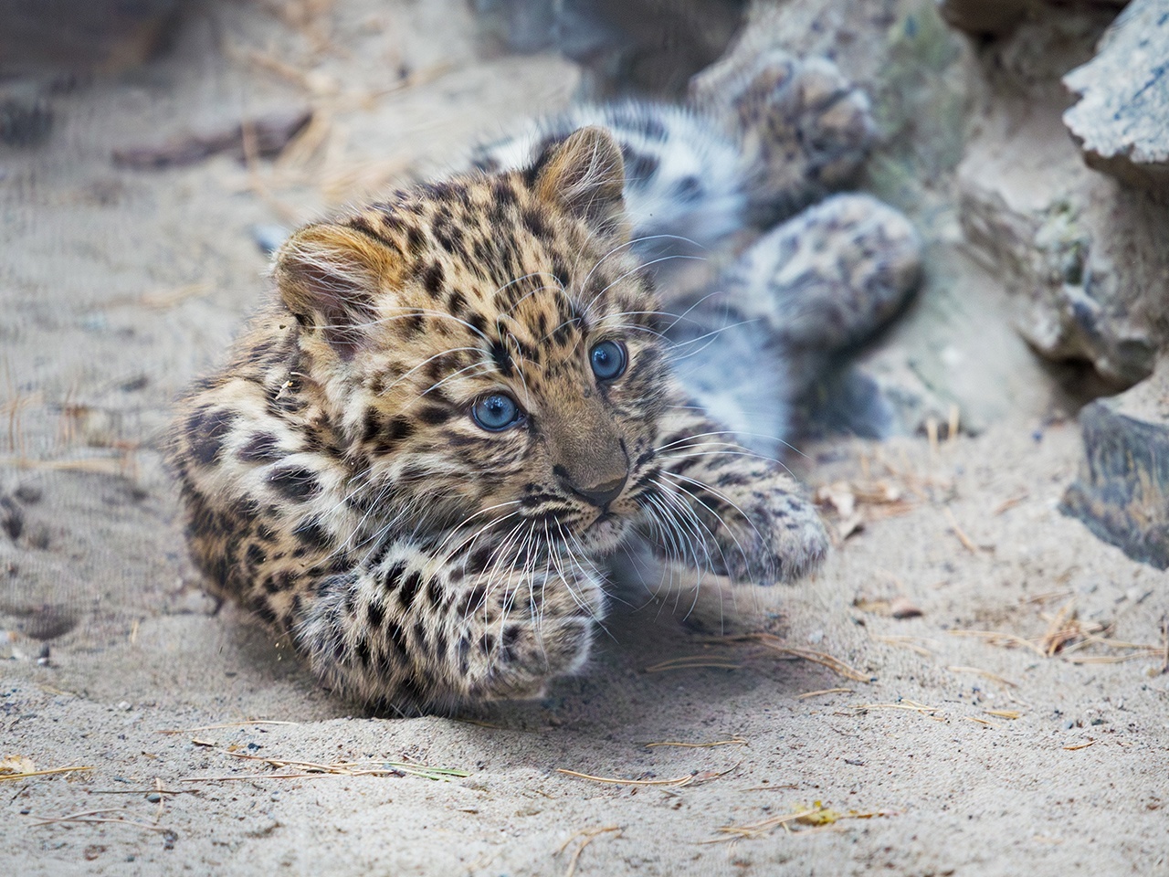 The baby is growing - Cat family, Predatory animals, Wild animals, Young, Zoo, Novosibirsk Zoo, The photo, VKontakte (link), Longpost, Far Eastern leopard, Big cats