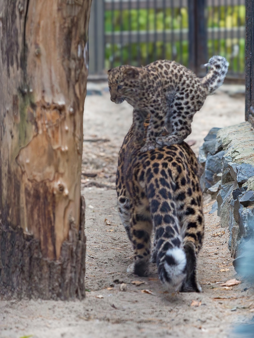 The baby is growing - Cat family, Predatory animals, Wild animals, Young, Zoo, Novosibirsk Zoo, The photo, VKontakte (link), Longpost, Far Eastern leopard, Big cats