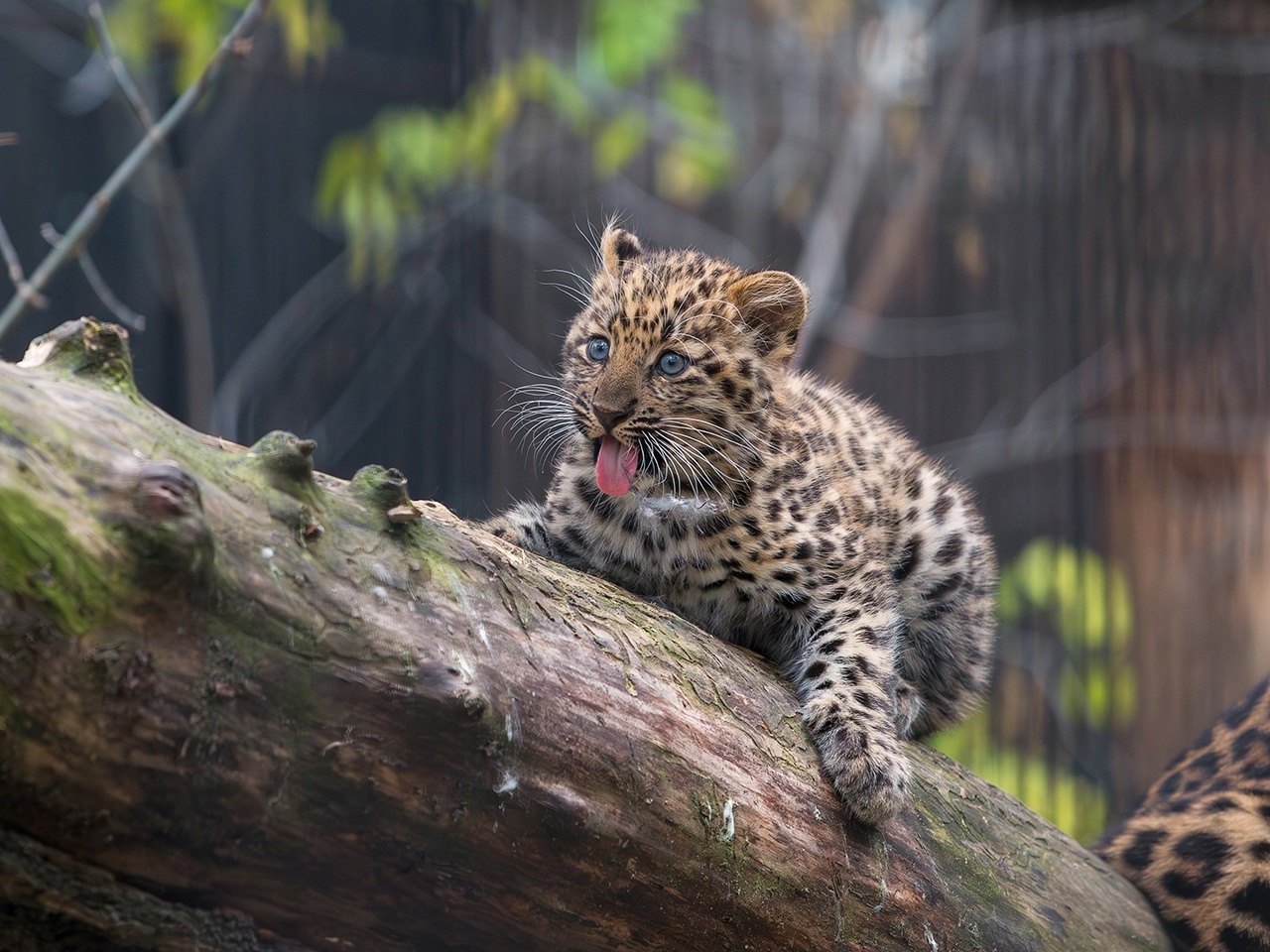 The baby is growing - Cat family, Predatory animals, Wild animals, Young, Zoo, Novosibirsk Zoo, The photo, VKontakte (link), Longpost, Far Eastern leopard, Big cats