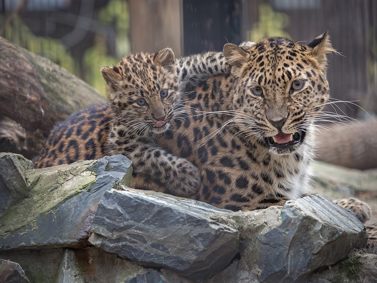 The baby is growing - Cat family, Predatory animals, Wild animals, Young, Zoo, Novosibirsk Zoo, The photo, VKontakte (link), Longpost, Far Eastern leopard, Big cats