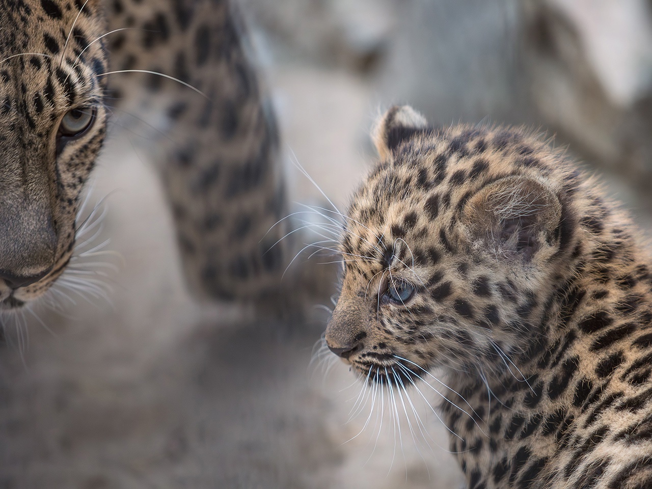 The baby is growing - Cat family, Predatory animals, Wild animals, Young, Zoo, Novosibirsk Zoo, The photo, VKontakte (link), Longpost, Far Eastern leopard, Big cats