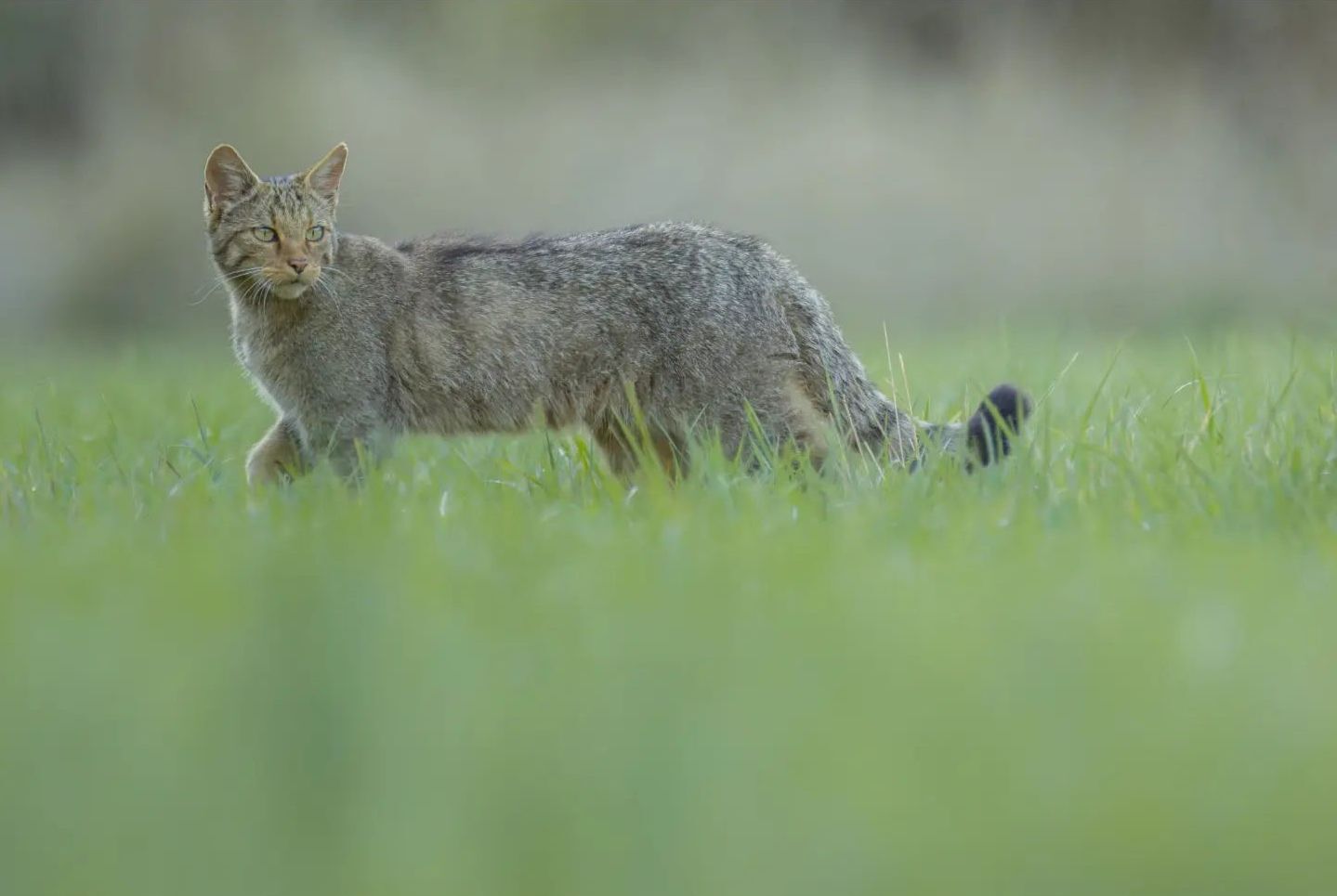 Forest cats - Forest cat, Small cats, Cat family, Predatory animals, Wild animals, wildlife, Reserves and sanctuaries, Spain, The photo, Longpost