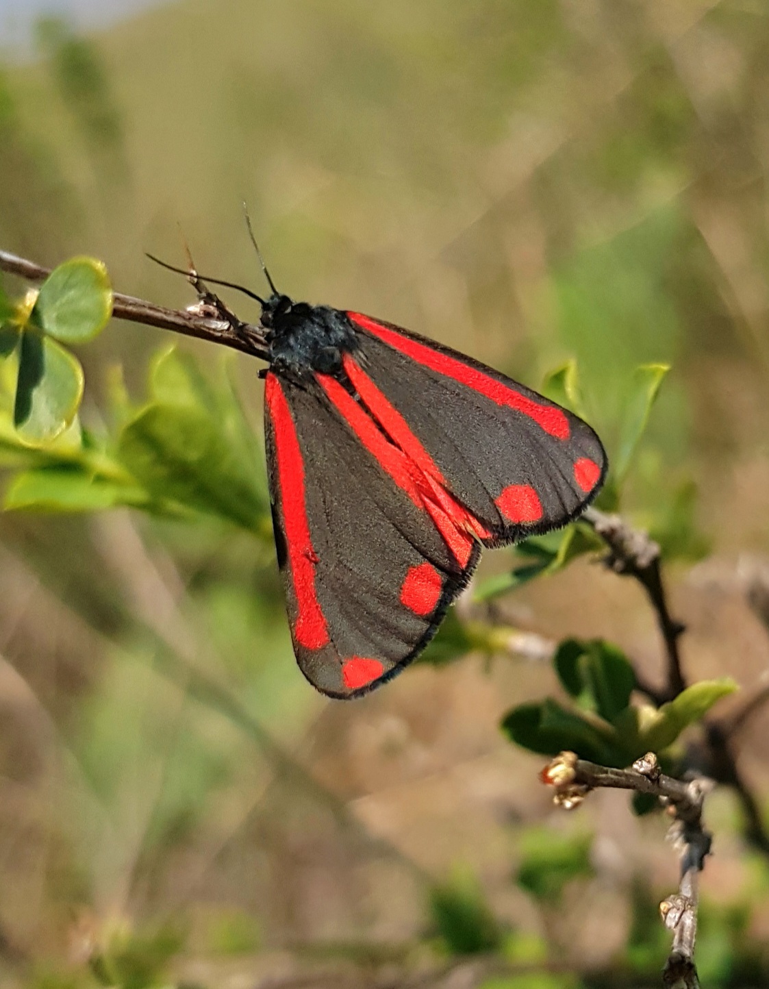 Black and red. Was also black and yellow. - My, Butterfly, Butterfly, Entomology, Lepidopterology, Macro photography, Mobile photography, Steppe, Caterpillar, Video, Vertical video, Longpost