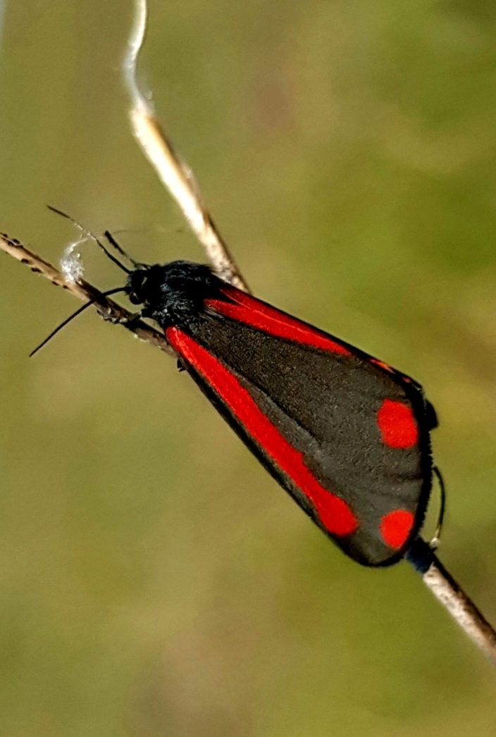 Black and red. Was also black and yellow. - My, Butterfly, Butterfly, Entomology, Lepidopterology, Macro photography, Mobile photography, Steppe, Caterpillar, Video, Vertical video, Longpost