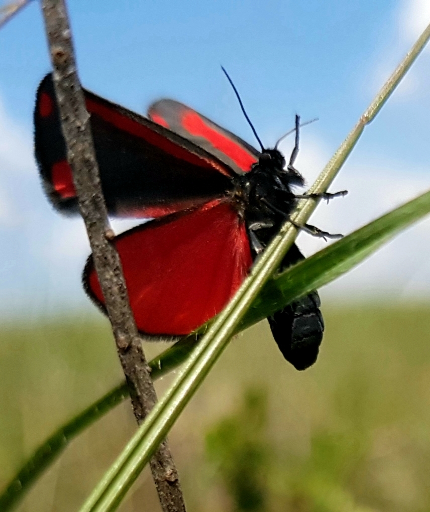 Black and red. Was also black and yellow. - My, Butterfly, Butterfly, Entomology, Lepidopterology, Macro photography, Mobile photography, Steppe, Caterpillar, Video, Vertical video, Longpost