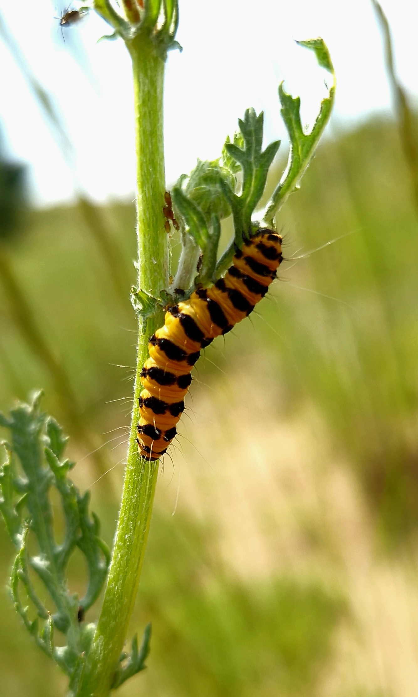 Black and red. Was also black and yellow. - My, Butterfly, Butterfly, Entomology, Lepidopterology, Macro photography, Mobile photography, Steppe, Caterpillar, Video, Vertical video, Longpost