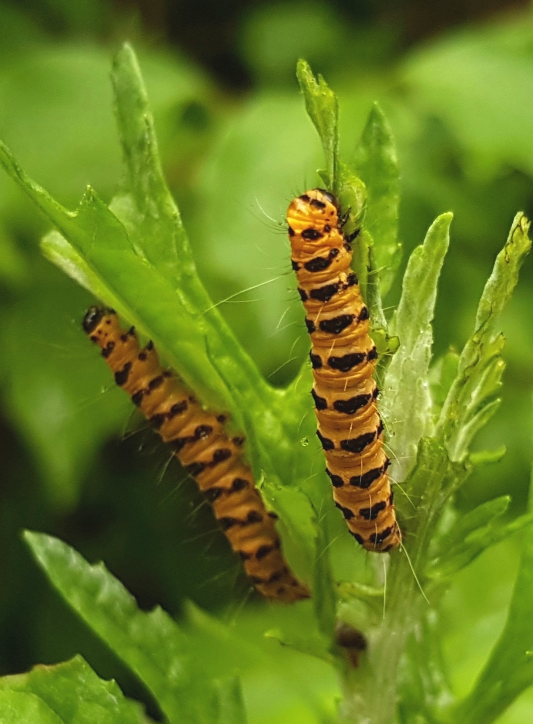 Black and red. Was also black and yellow. - My, Butterfly, Butterfly, Entomology, Lepidopterology, Macro photography, Mobile photography, Steppe, Caterpillar, Video, Vertical video, Longpost