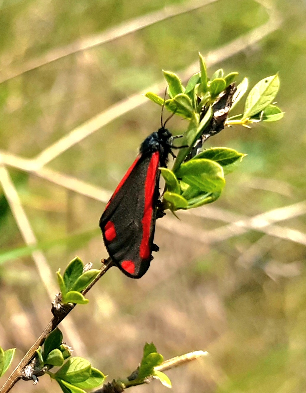 Black and red. Was also black and yellow. - My, Butterfly, Butterfly, Entomology, Lepidopterology, Macro photography, Mobile photography, Steppe, Caterpillar, Video, Vertical video, Longpost