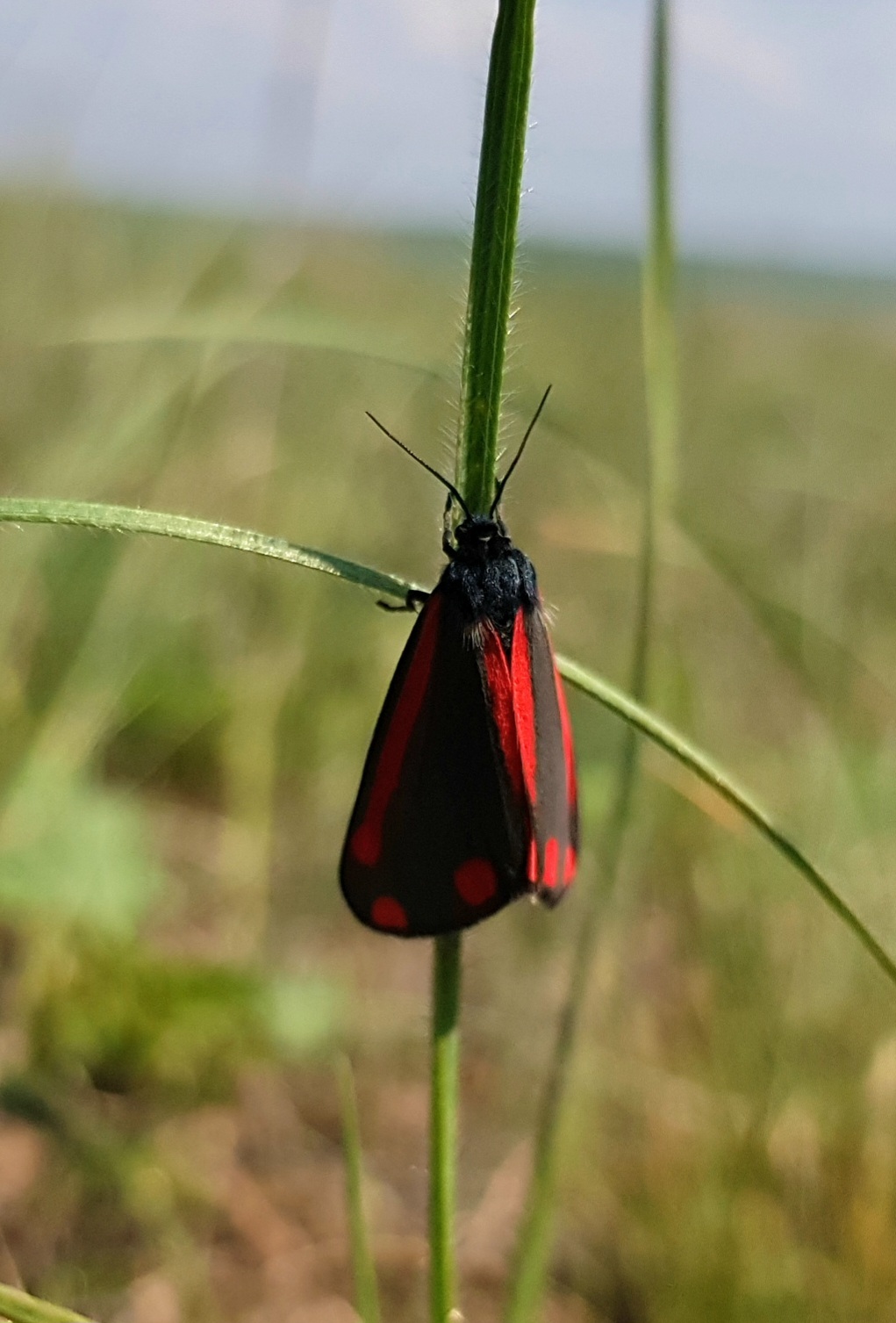 Black and red. Was also black and yellow. - My, Butterfly, Butterfly, Entomology, Lepidopterology, Macro photography, Mobile photography, Steppe, Caterpillar, Video, Vertical video, Longpost