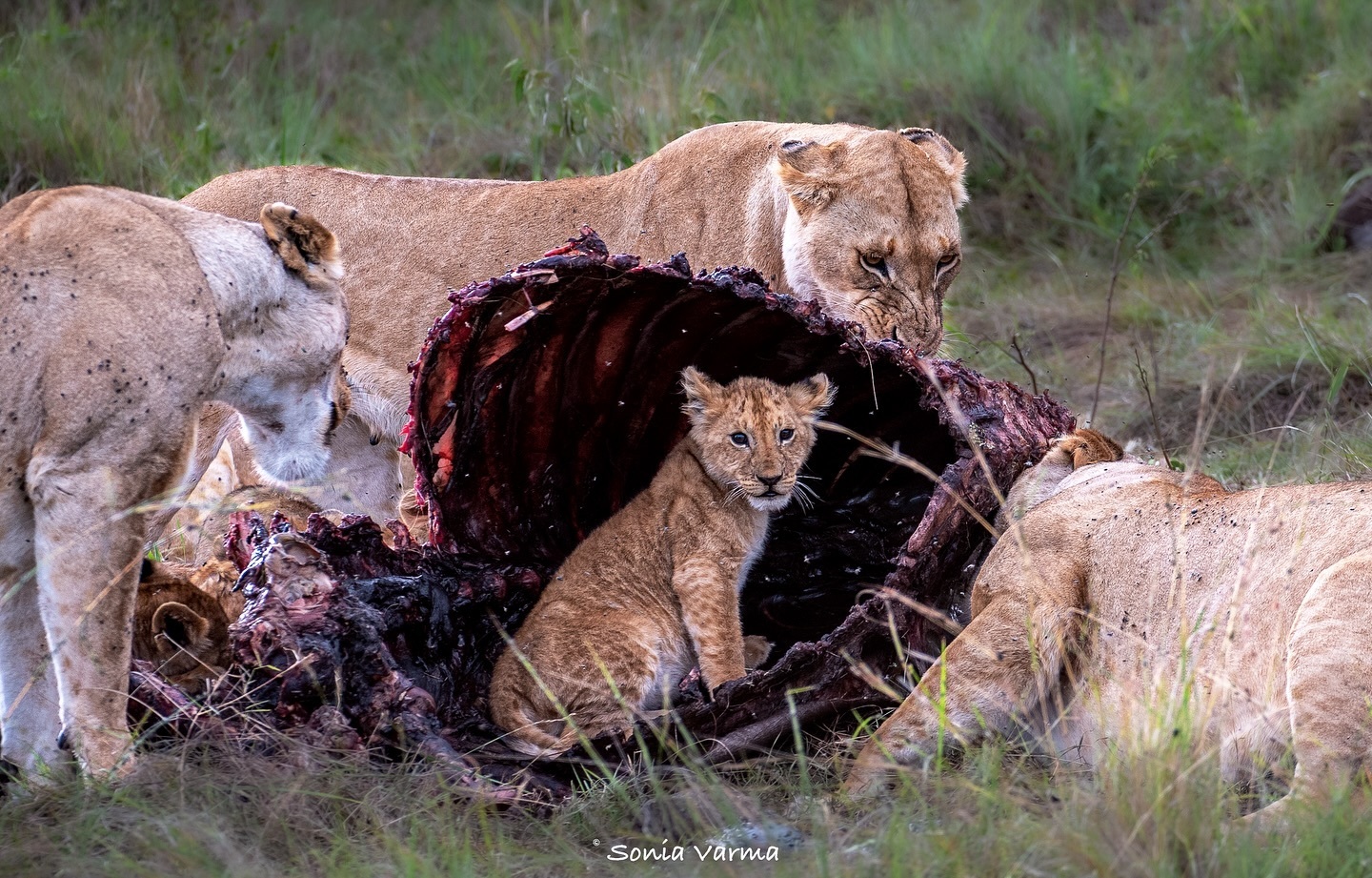 The best place at the table - Pride, Lion cubs, a lion, Big cats, Cat family, Predatory animals, Wild animals, wildlife, Reserves and sanctuaries, Masai Mara, Africa, The photo, Mining, Edge