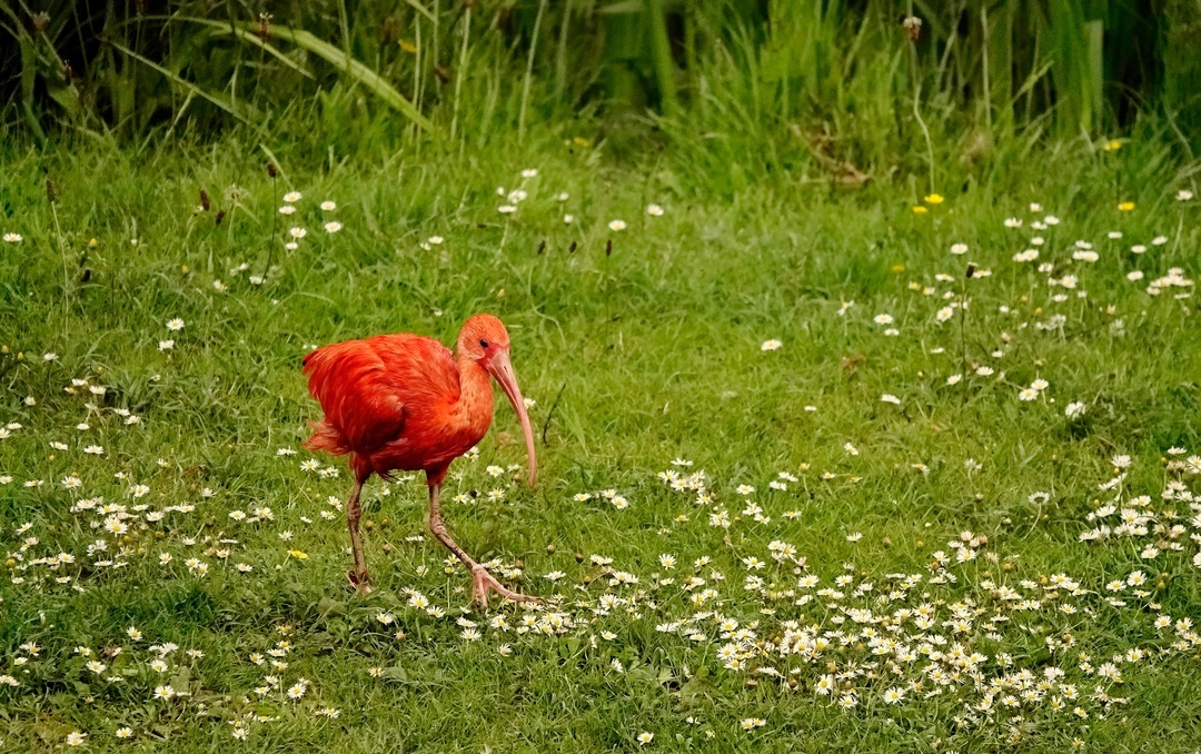 Red ibis - My, The photo, Netherlands (Holland), Birds, Nature