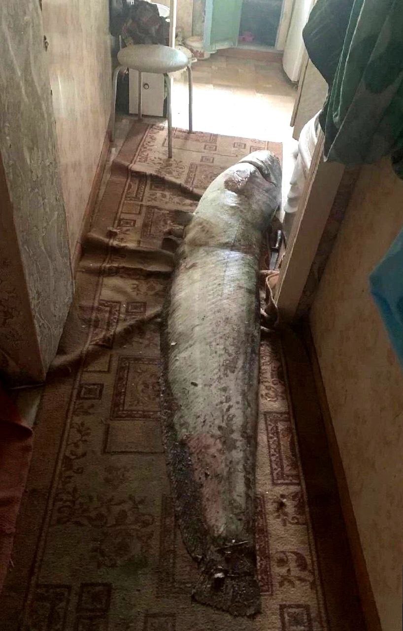 A man from Kamchatka came home from work and saw that his door had been broken down and there was a large fish lying on the floor in the hallway - Crossposting, Pikabu publish bot, Longpost