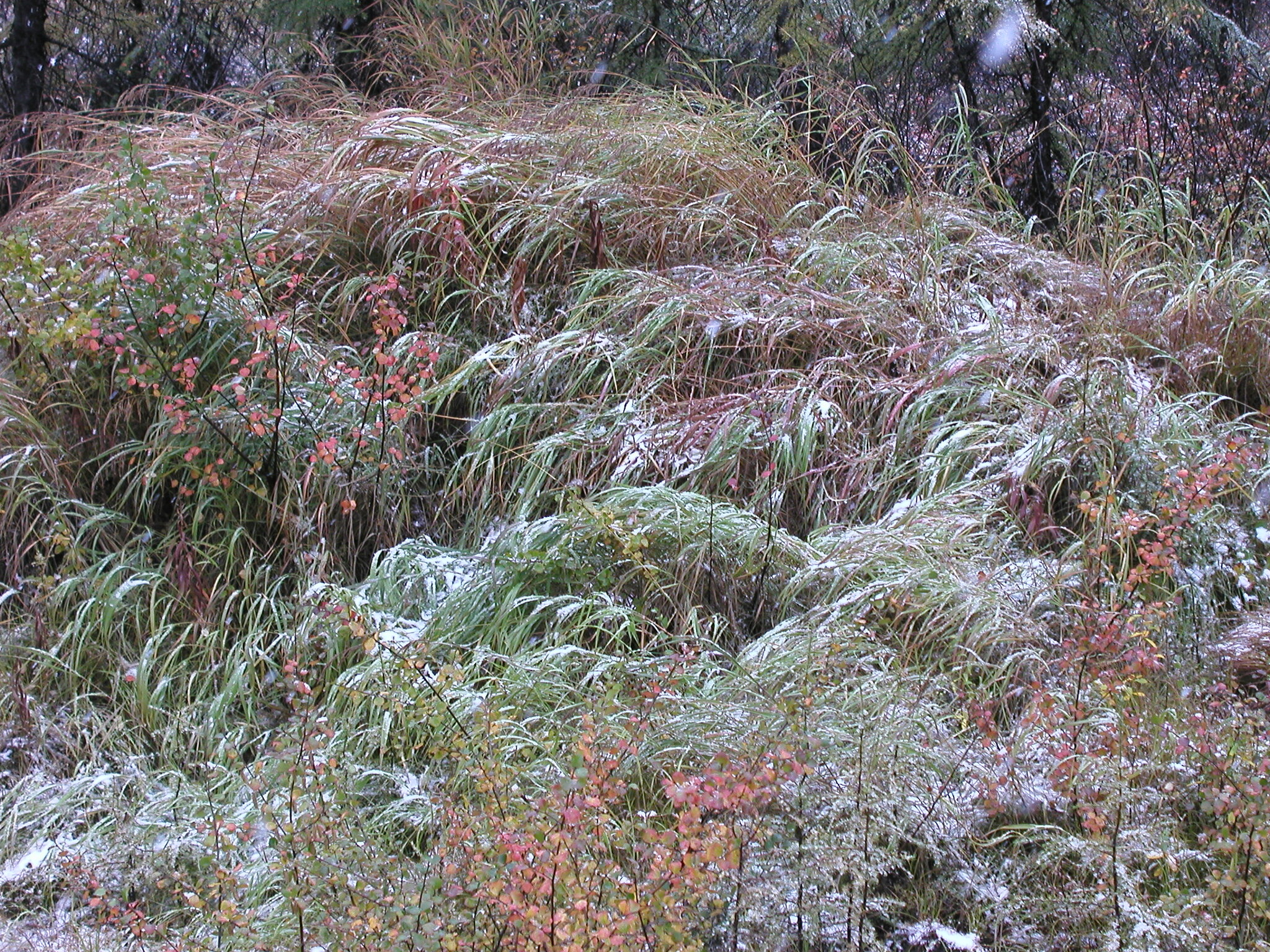 Magadan environs, first snow - My, Magadan, Nature, North, First snow, The photo