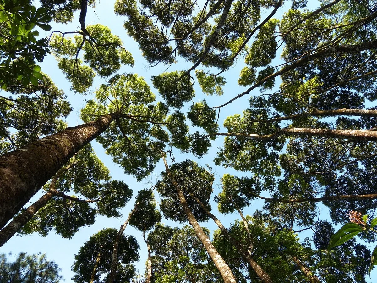 The Shy Crown Phenomenon, where trees avoid contact - Tree, Crown, Phenomenon, Plants, Longpost, Repeat