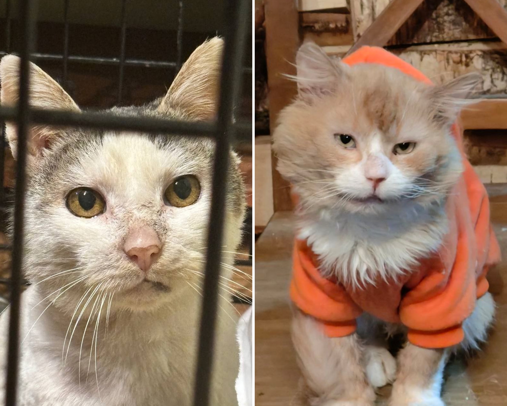 Red Grandfather, who was abandoned by his owner after an accident and old Pleshiu is off the road, tomorrow I'm going to surgery - My, cat, Animal Rescue, Old age, Road accident, Longpost