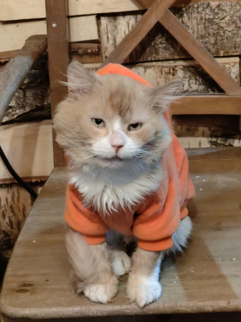 Red Grandfather, who was abandoned by his owner after an accident and old Pleshiu is off the road, tomorrow I'm going to surgery - My, cat, Animal Rescue, Old age, Road accident, Longpost