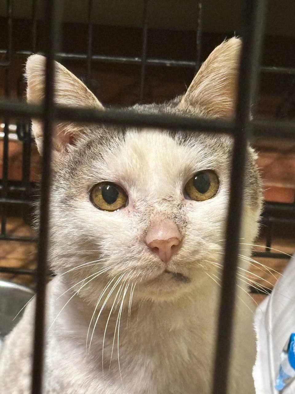 Red Grandfather, who was abandoned by his owner after an accident and old Pleshiu is off the road, tomorrow I'm going to surgery - My, cat, Animal Rescue, Old age, Road accident, Longpost