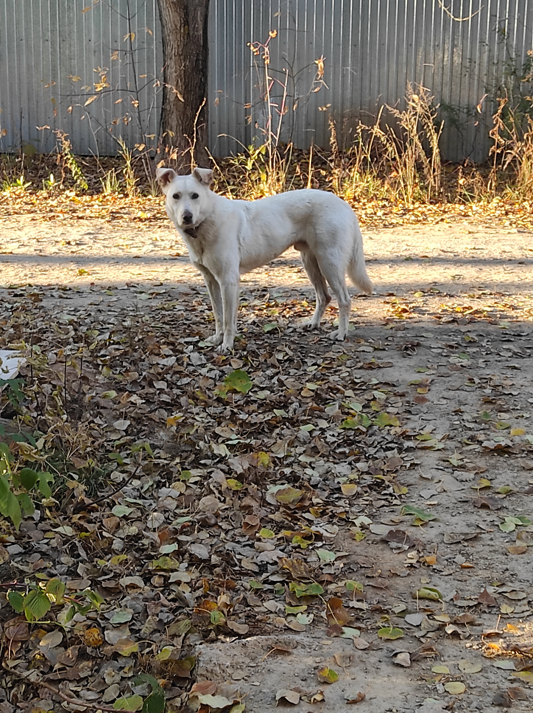 Приют для собак - Моё, Приют для животных, Собака, Помощь животным, Длиннопост