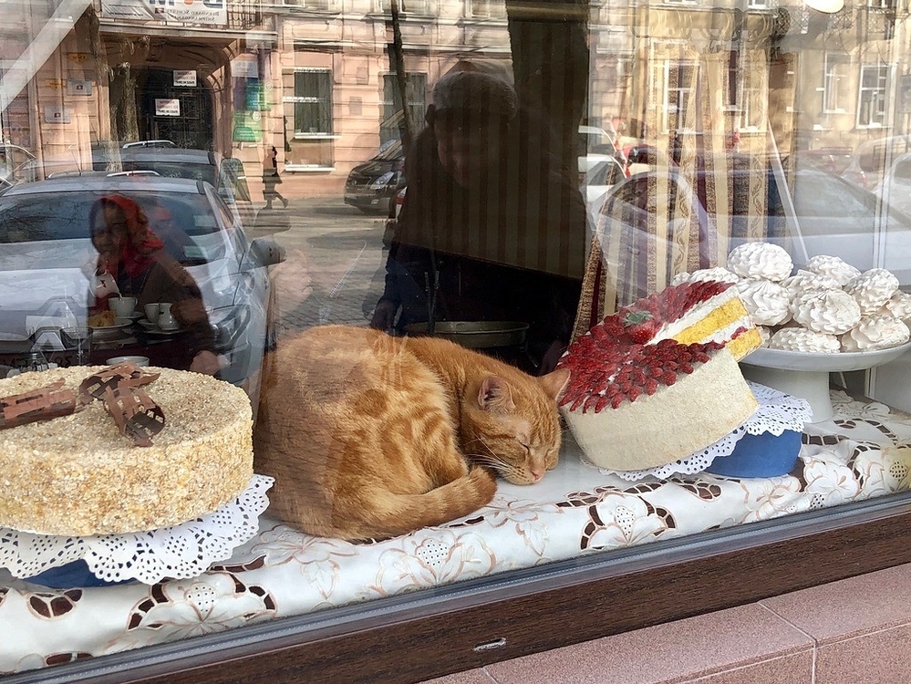 I need a name)) - Short post, cat, Sweets, Confectionery, Showcase, The photo