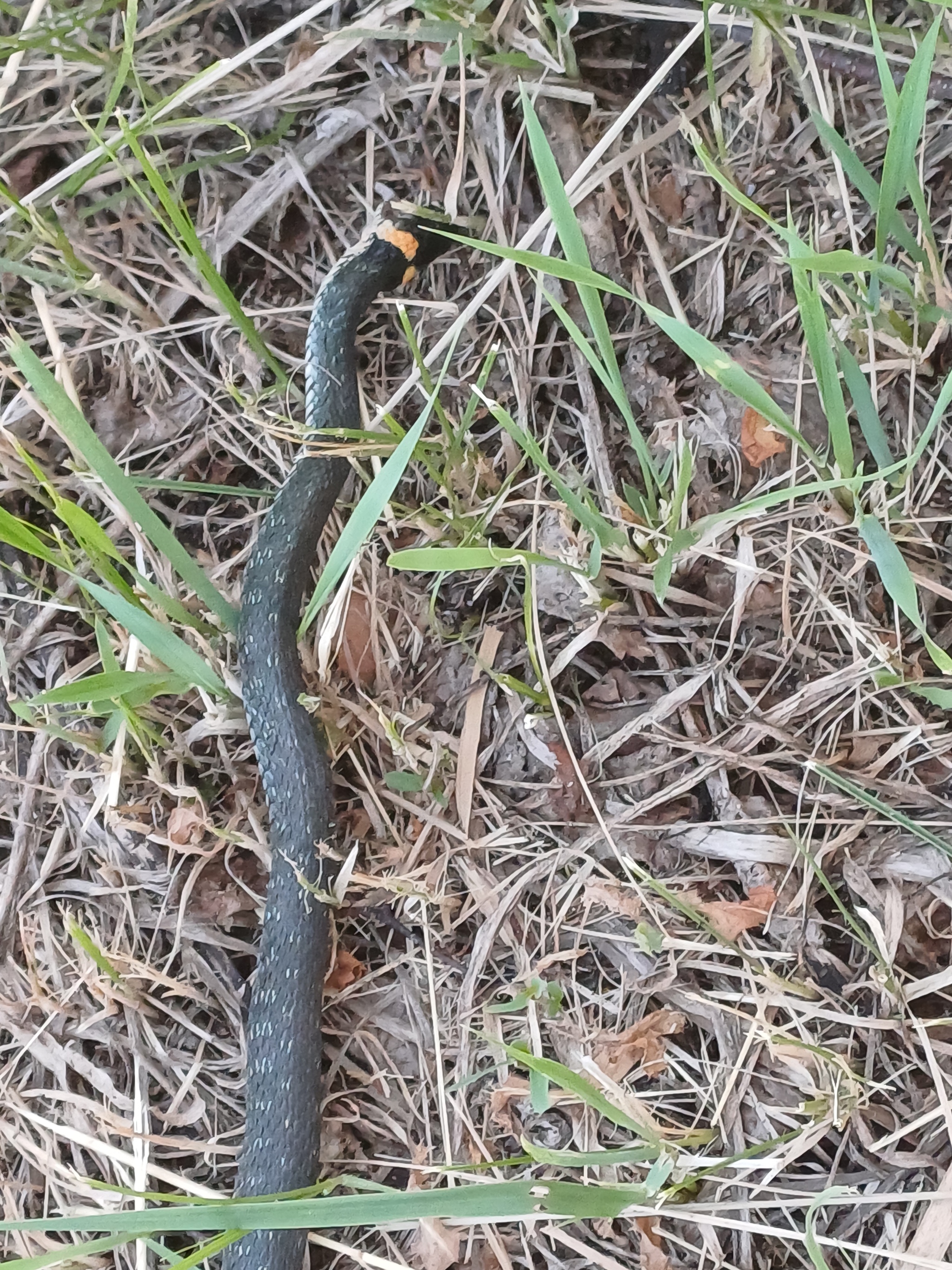 Cat snake trap - My, cat, Snake, Already, Longpost