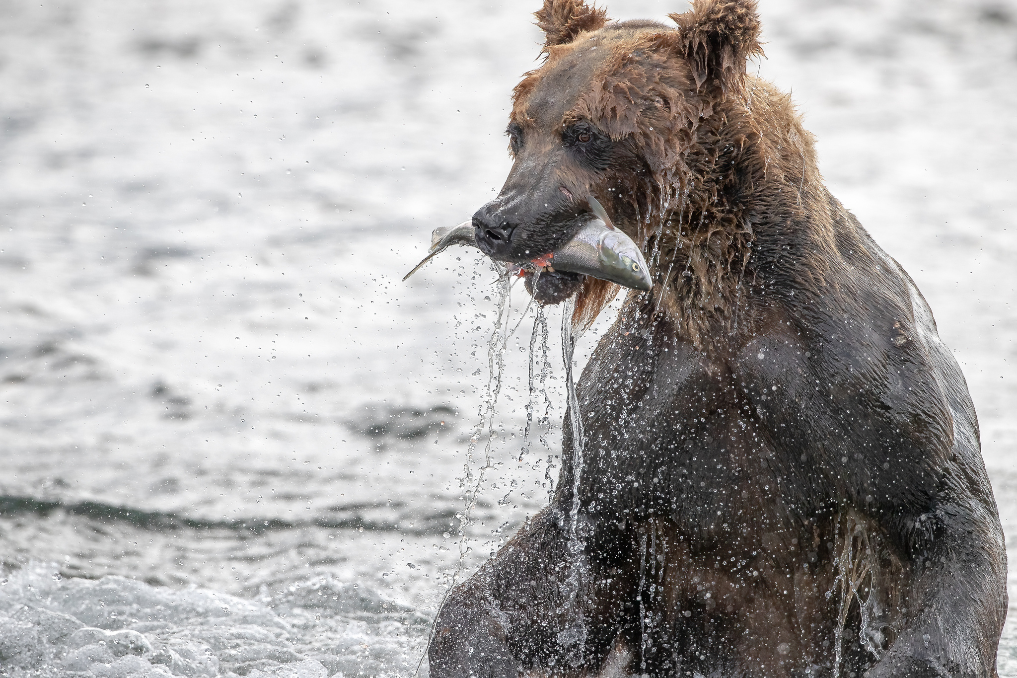 Mr. Olympia - My, The Bears, Kamchatka, Fishing, Photo hunting, Brown bears, Wild animals, The photo