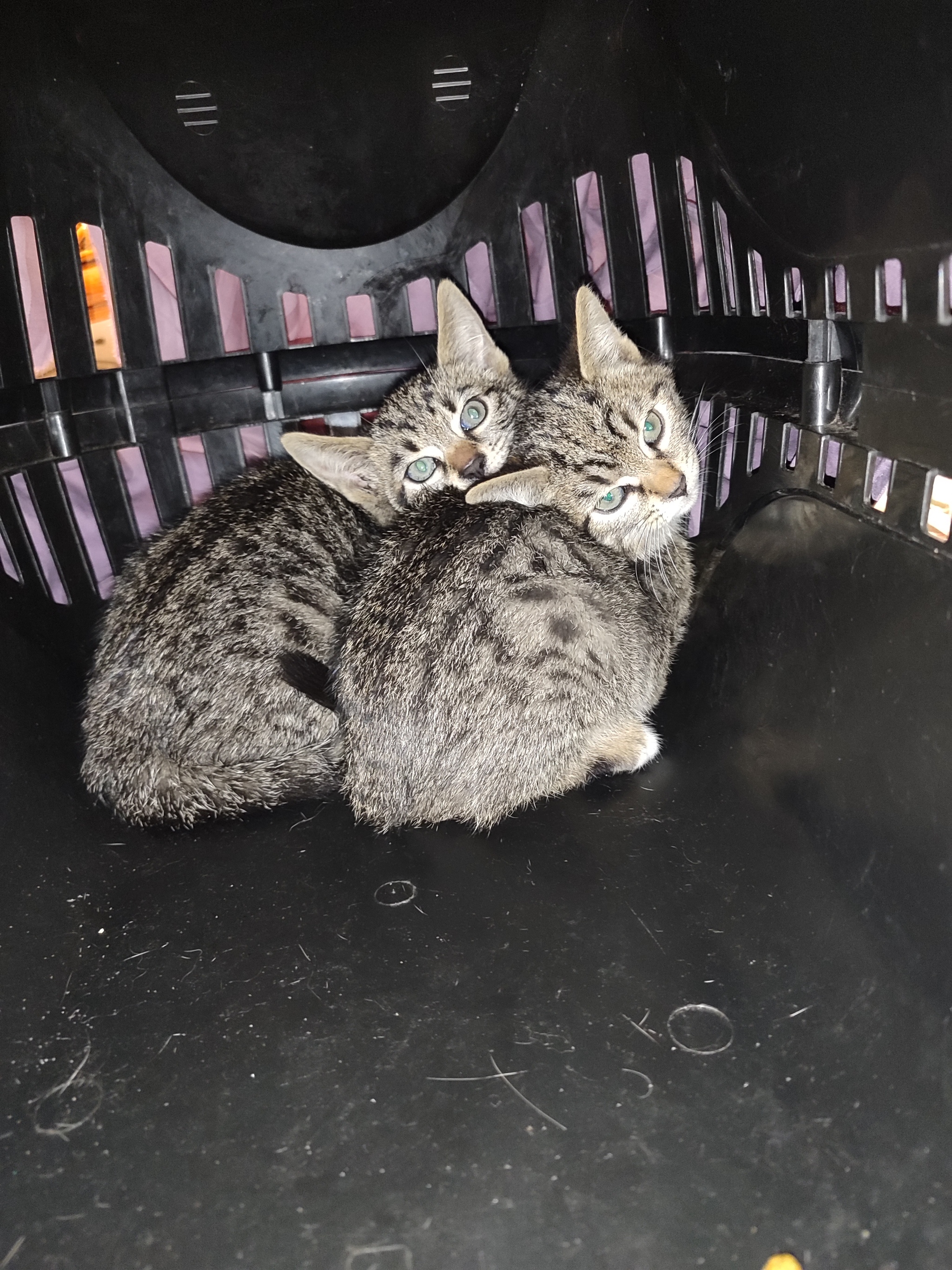 Krasnodar Caught more kittens - No rating, Homeless animals, Краснодарский Край, Kindness, cat, Cat family, Help, Kittens, In good hands