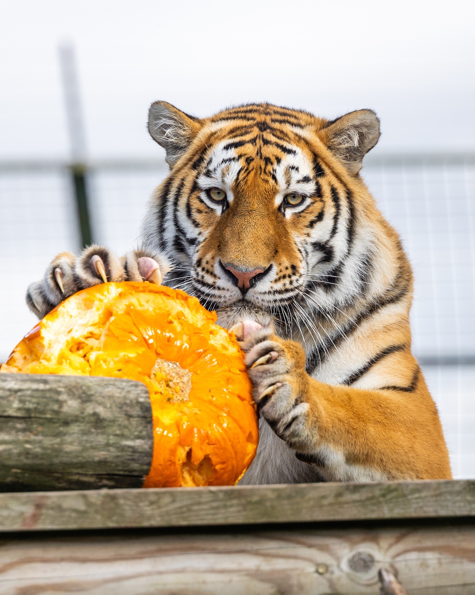 Preparing for Halloween - Amur tiger, Tiger, Big cats, Cat family, Predatory animals, Wild animals, Zoo, Pumpkin, The photo