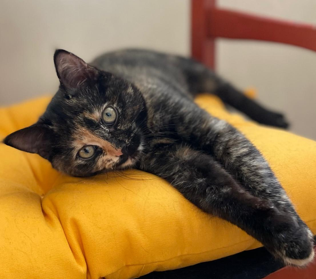 We are looking for a palace for our queen - cat Jasmine! Moscow - In good hands, Homeless animals, cat, Animal Rescue, Veterinary, Love, Animals, Cat lovers, Shelter, Volunteering, Overexposure, Good league, Lost, Tricolor cat, Longpost