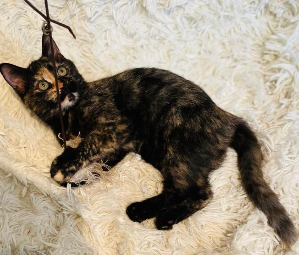 We are looking for a palace for our queen - cat Jasmine! Moscow - In good hands, Homeless animals, cat, Animal Rescue, Veterinary, Love, Animals, Cat lovers, Shelter, Volunteering, Overexposure, Good league, Lost, Tricolor cat, Longpost