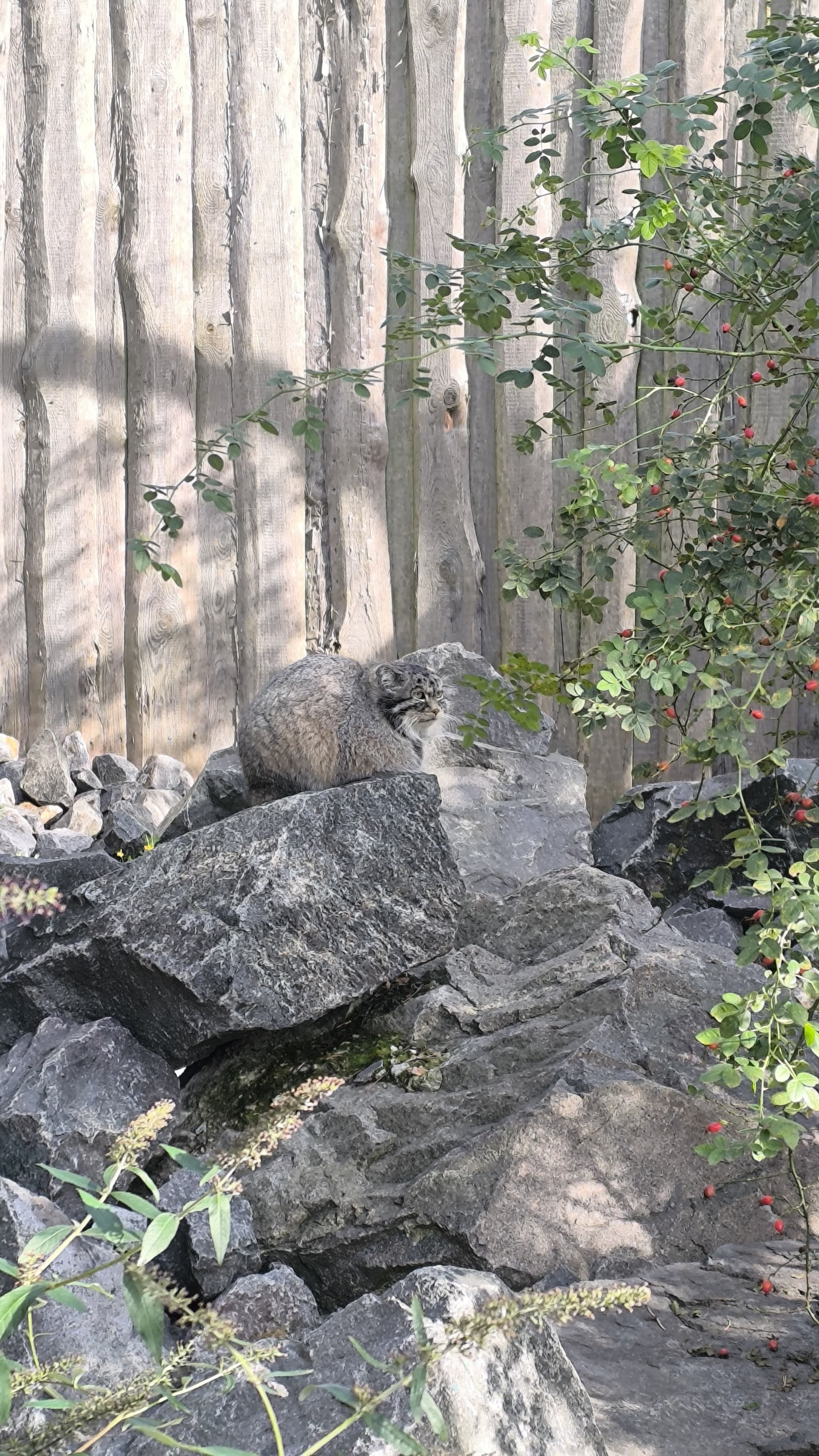 All sorts of people walk around here... - My, Pallas' cat, Zoo, Berlin, The photo, Animals, Longpost, Small cats, Cat family, Wild animals, Predatory animals