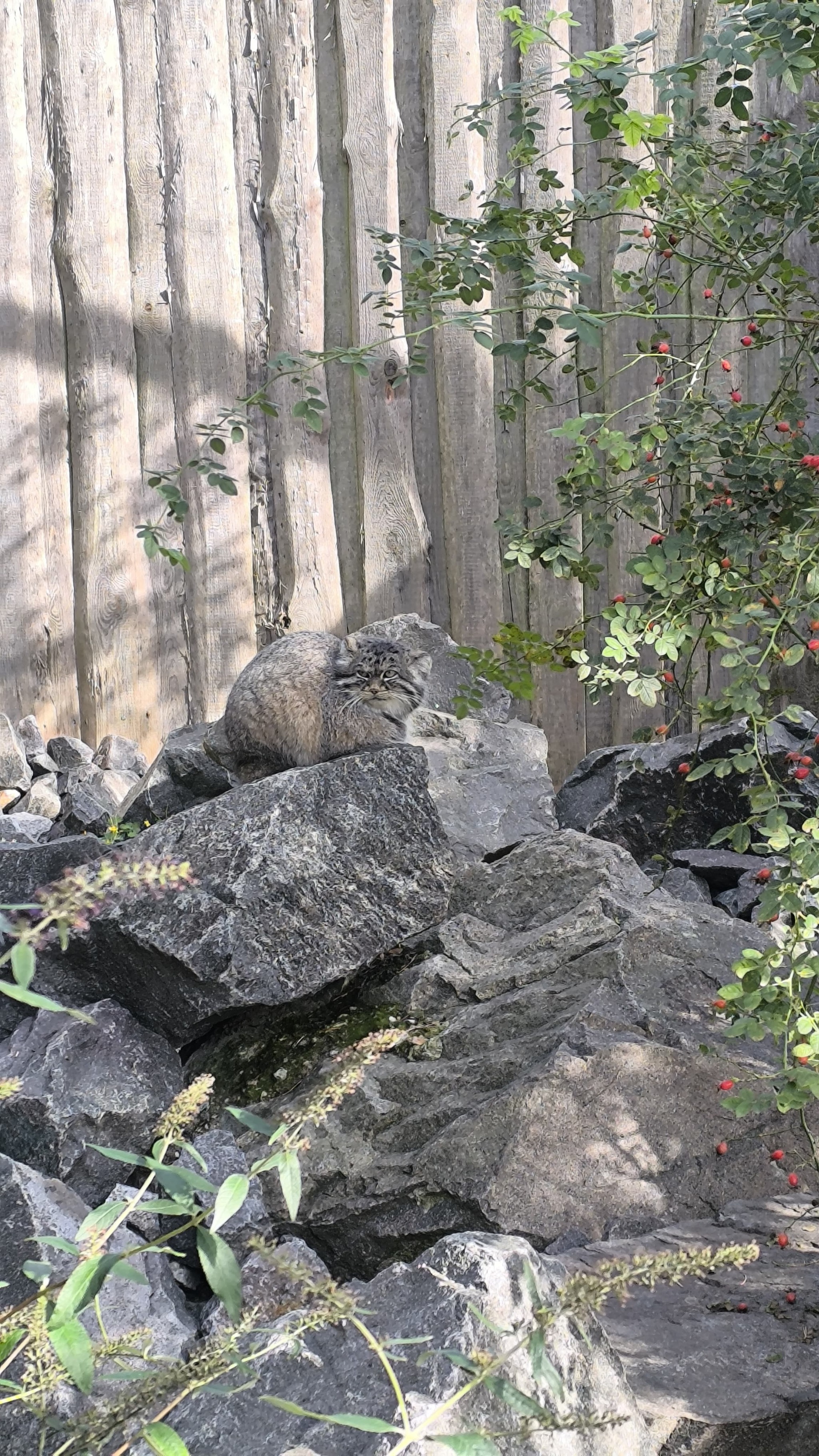 All sorts of people walk around here... - My, Pallas' cat, Zoo, Berlin, The photo, Animals, Longpost, Small cats, Cat family, Wild animals, Predatory animals