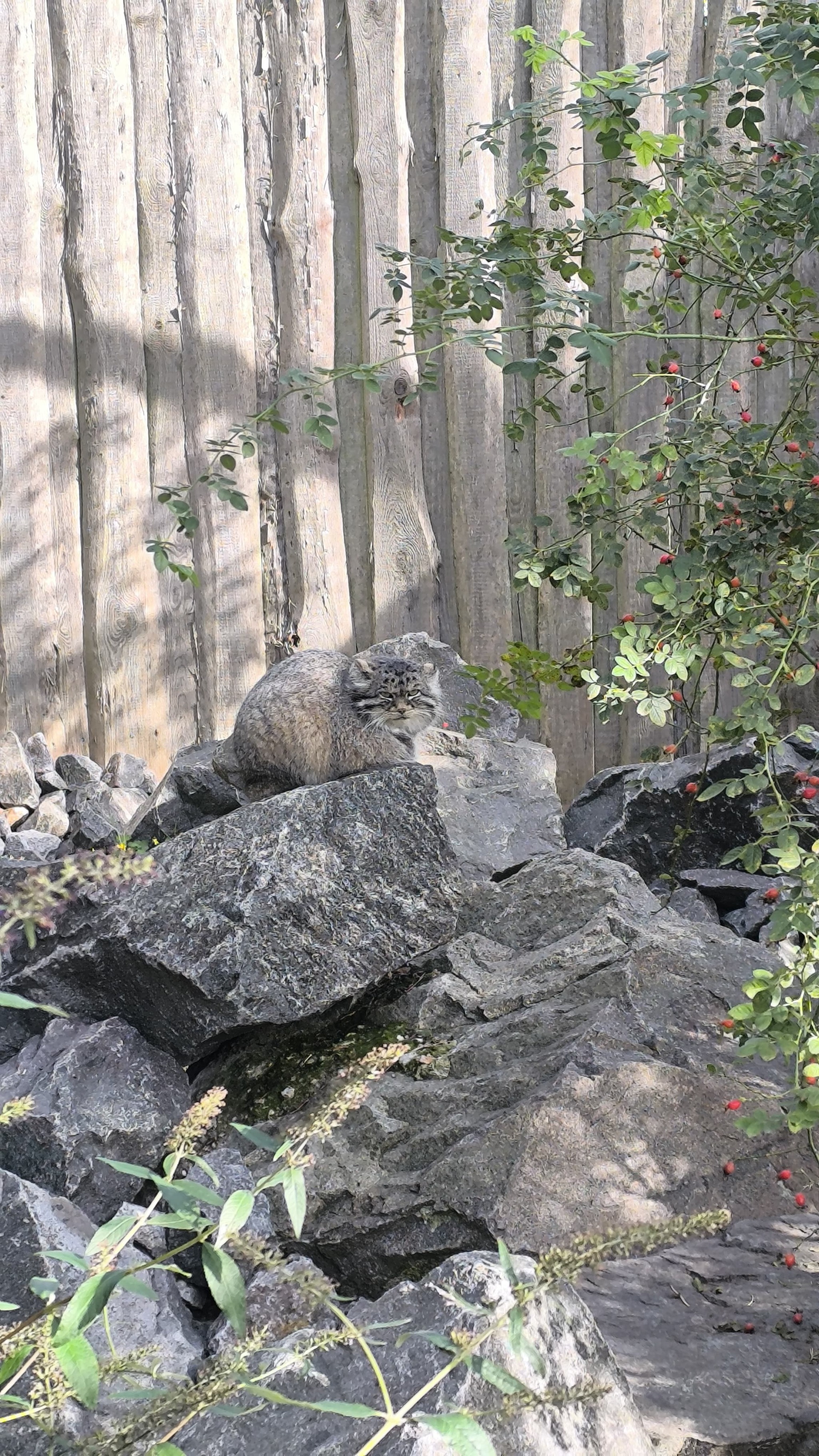 All sorts of people walk around here... - My, Pallas' cat, Zoo, Berlin, The photo, Animals, Longpost, Small cats, Cat family, Wild animals, Predatory animals