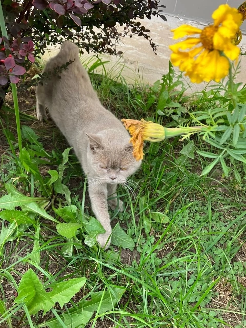 St. Petersburg. A British cat was thrown out - Veterinary, House, Longpost